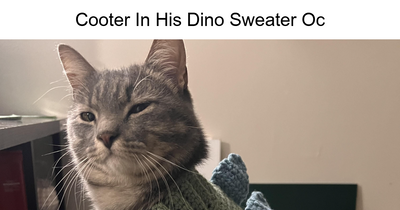 43 Photos Of Adorable Kitties Smiling That’ll Probably Make You Smile Too