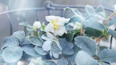 7 Frost-Resistant Plants for Containers — Hardy, Handsome Heroes to Admire from Inside