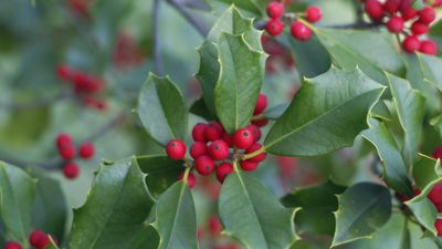 Why doesn't my holly tree have berries? Expert advice for this festive foliage plant