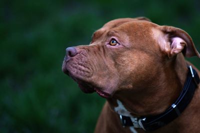 Man mauled to death by his three pet American bully dogs outside San Diego school