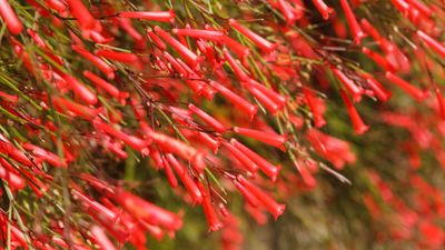 When and how to prune a firecracker plant for compact, healthy shrubs with prolific flowers