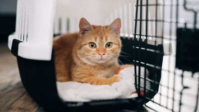 How to get a cat into a carrier: 7 steps to success with tips from our vet