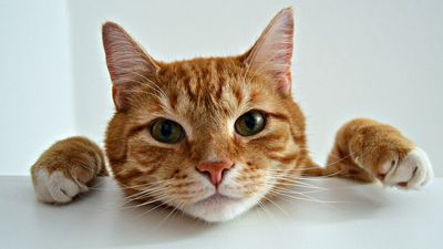 Why are some cats orange? This study finally reveals the answer