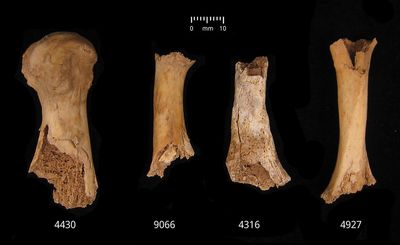More than 30 people ‘butchered and cannibalised’ in ‘exceptionally violent’ Bronze age massacre