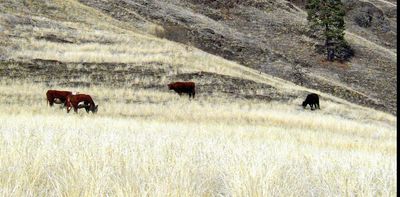 After wildfires, ranchers face 2-year delay to graze cattle on federal land – is it doing more harm than good?