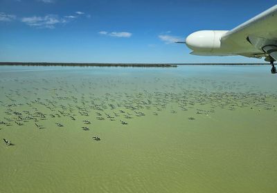 ‘Increasingly worried’: more than a quarter of a million waterbirds disappear from eastern Australia