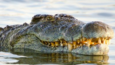 Henry the giant crocodile, who has sired 10,000 babies, celebrates 124th birthday