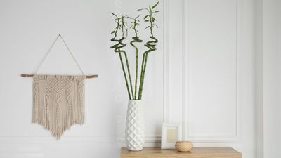 Why Is My Lucky Bamboo Turning Yellow? 4 Common Reasons That Could Be Causing Discoloration