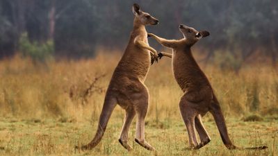 I'm excited for Apple's new nature docuseries The Secret Lives of Animals, and this exclusive clip of a bruising Kangaroo bout proves I'm right to be