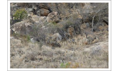 Can you spot the lion out in the open staring at tourists?