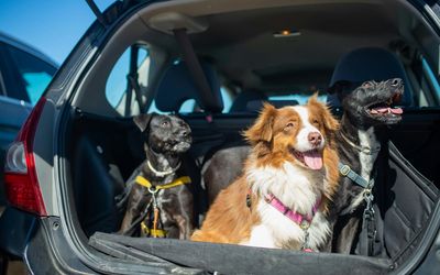 Best car boot protectors for dogs to keep your boot scratch and mud-free