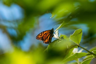 Iconic butterflies threatened by climate change to receive federal protection