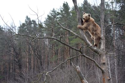 Virginia Hunter Killed by Falling Bear That Was Chased Up Tree by Fellow Hunters and Shot