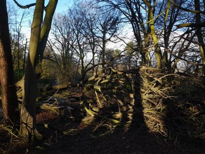 Country diary: Storm Darragh created holes in the woods