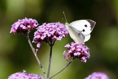 From rain gardens to using AI, gardening trends set to be big in 2025