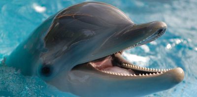 Bottlenose dolphins smile at each other when they play – new study reveals how and why