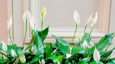 Why Are My Peace Lily Leaves Turning Brown? 3 Mistakes That Are Super Easy to Fix Forever