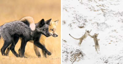 Here Are The Winning Pictures Of The 2024 Nature Photographer Of The Year Contest (57 Pics)