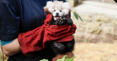 Edinburgh Zoo urges people not to let off fireworks on Hogmanay after red panda death