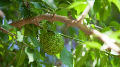 How to grow hedge apple trees – the native species with otherworldly fruits