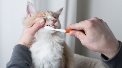 How to brush your cat’s teeth: A vet’s guide