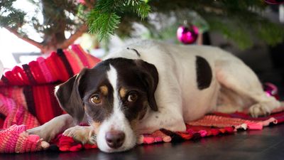 Expert shares 4 things you can do to ensure your dog enjoys the holiday season