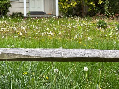 A step-by-step guide to renovating a neglected garden