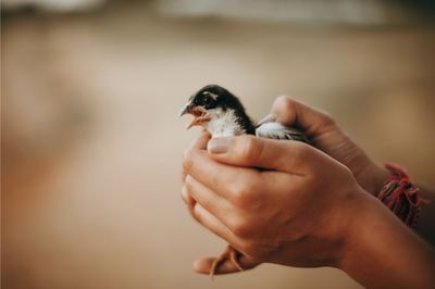 Baby Bird Found Alive Inside Dead Man's Stomach After Being Swallowed During Fertility Ritual