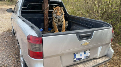 More Than a Dozen Big Cats Have Been Rescued From Cartel Members in Culiacán Since September