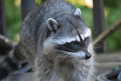 Animal Lover Who Tried to Save Raccoon from Getting Run Over Ends Up with Thousands in Medical Bills After Bloody Bite