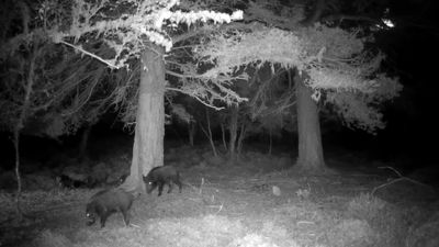 Hikers warned of growing wild boar population in Scotland's Great Glen