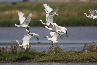 Spoonbills, spiders and a rare bird helped by wasps among ‘nature wins’ in 2024