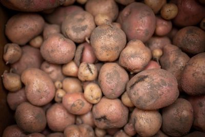 Scientists developing potatoes that could withstand heatwaves