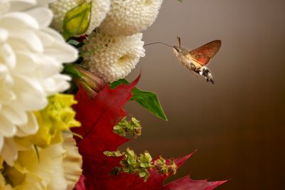 AP photographers capture stunning scenes of nature and wildlife in 2024