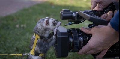 Bad gift ideas: ferrets and other exotic wild mammals as pets