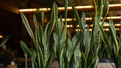 If your snake plant is drooping, experts say this is the exact error you're making – and we have the solution to fix it