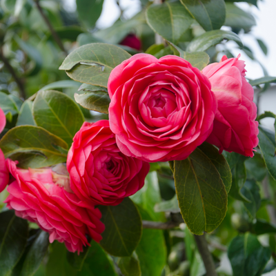 When do camellias bloom? And what you can do to give it a helping hand this Christmas