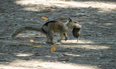 ‘It’s a dietary niche’: researchers amazed to find squirrels hunt and eat voles