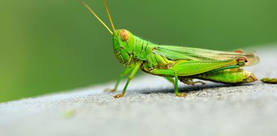 Buildings inspired by worms and grasshoppers: the future of biomimicry in construction