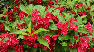 Now is the perfect time to take weigela cuttings – a step-by-step guide to propagation success