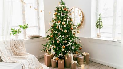 Why Is My Christmas Tree Not Drinking Water? 4 Common Reasons and What You Can Do to Save Your Festive Foliage