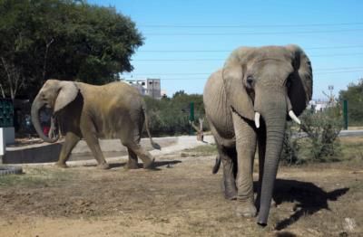 Bacterial Infection Kills Elephant At Karachi Safari Park