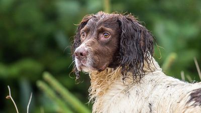 Need to get your dog’s attention when they’re hyper-fixating on something? Try this tip from a trainer!