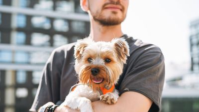 Our favorite pet traditions to repeat year after year