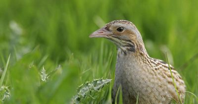 Thousands of hectares created to help rare Scottish species 'thrive again'