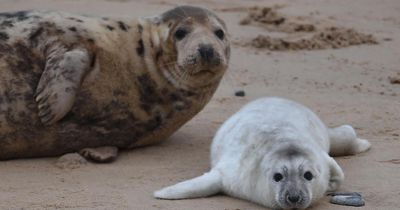 Nature reserve urges visitors to avoid seal colony this Christmas