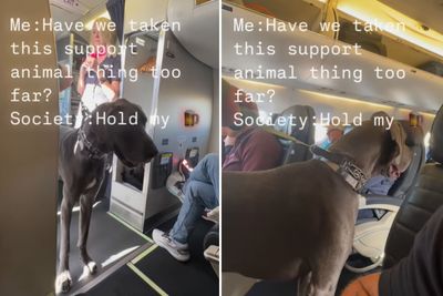 A Passenger Brought His 'Emotional Support' Great Dane Aboard an Airplane and the Internet Had Opinions: 'Emotional Support for One, Emotional Distress for Hundreds'