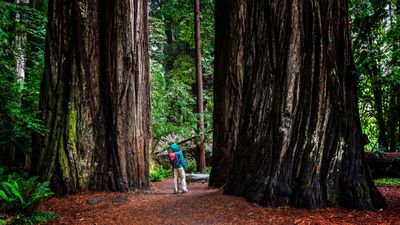 New Redwood-laden accessible hiking trails open in California's Santa Cruz Mountains