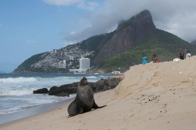 Not quite the 'Girl from Ipanema', a fur seal's rare appearance on Rio's famous beach turns heads