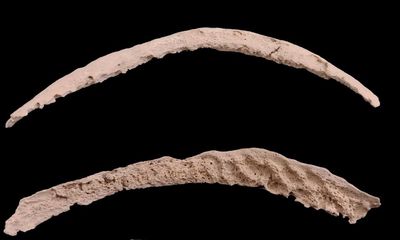 Ancient bones shed new light on debate over origins of syphilis